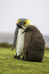 King Penguin (Aptenodytes patagonicus) feeding chick.
