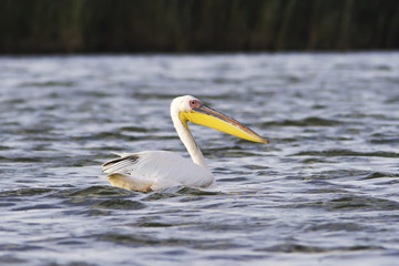 great pelican ( Pelecanus onocrotalus ) resting on water surface, Danube Delta, Romania