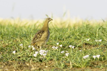a male of Grey partridge in natural habitat / Perdix perdix