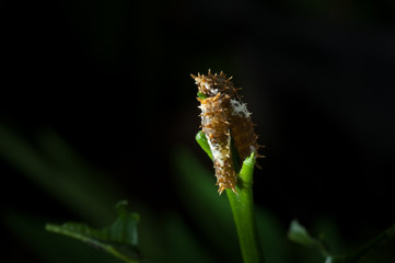  Caterpillar on green leaf