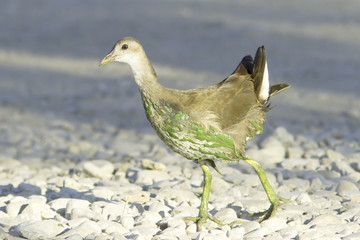 immature moorhen on the shore / Gallinula chloropus