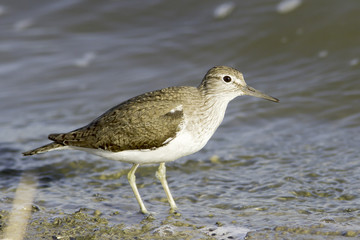 Common sandpiper in natural habitat / Actitis hypoleucos 