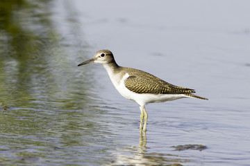 Common sandpiper in natural habitat / Actitis hypoleucos 