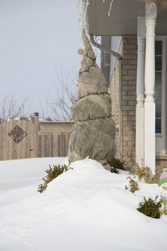 Winterized Tree Wrapped In Burlap