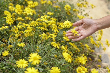 close up of  a hand picking yellow flowers in full bloom