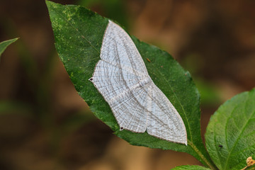 Close up of moth