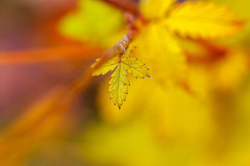 small autumn leaf on blurred background