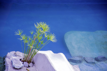 papyrusplantpoolside