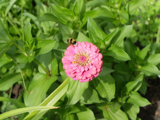 Fototapeta premium Шмель улетает с цветка