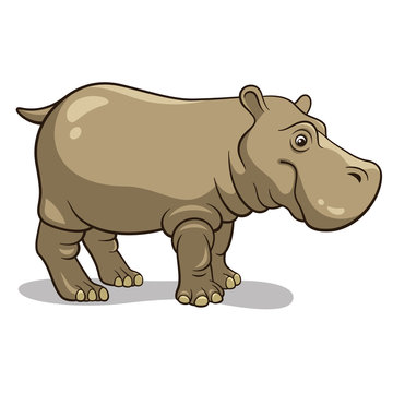 Hippopotamus 001