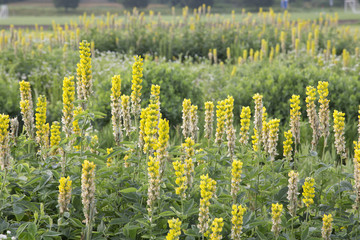 Yellow Lupine Flowers