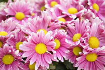 Pink Chrysanthemums background
