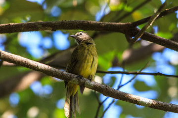 beautiful flavescent bulbul