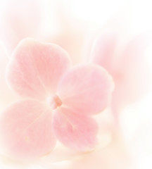 Fototapeta na wymiar Sweet color hydrangea in soft color and blur style for background 