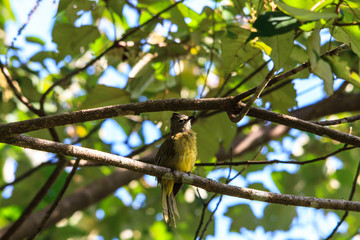 beautiful flavescent bulbul