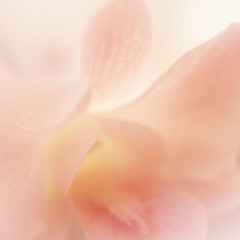 Sweet color hydrangea in soft color and blur style for background
