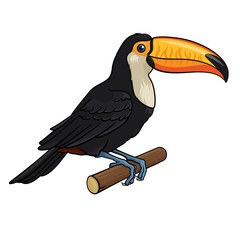 Toucan 001