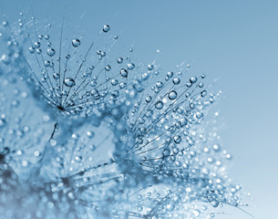 Fototapeta premium Kwiat zroszony mniszek z bliska