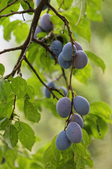 Plums growing on branch