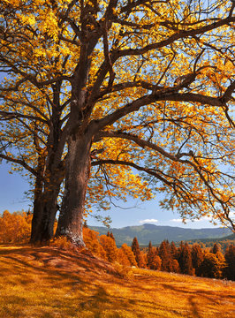Autumn landscape in the national park Sumava - Czech Republic