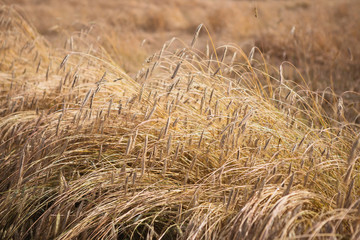 Fototapeta na wymiar wheat 4