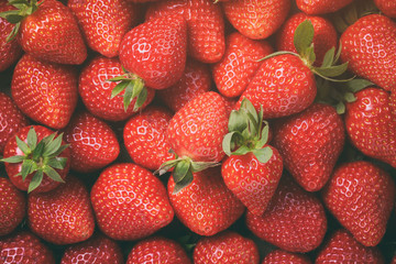top view of freshly harvested strawberries