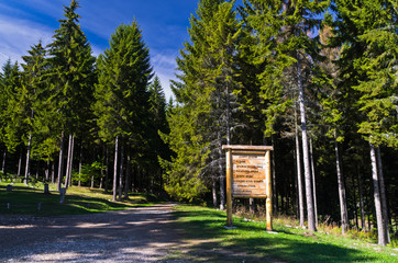 Tall pine tree forest on a sunny autumn day at mount Bobija