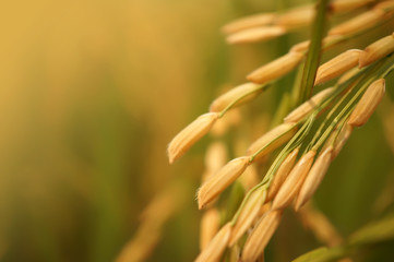 Paddy rice field

