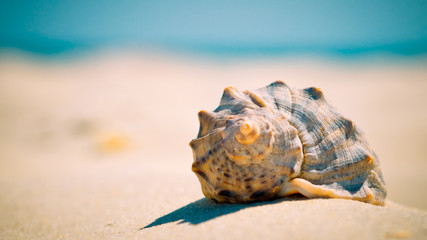 Seashell on a tropic beach