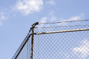 Fototapeta premium Security fence