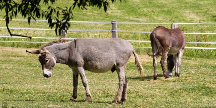 Hausesel (Equus asinus asinus) - Esel auf der Weide 