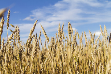Ears of wheat and blue sky
