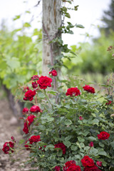 Red Rose Bush with Grape Vines