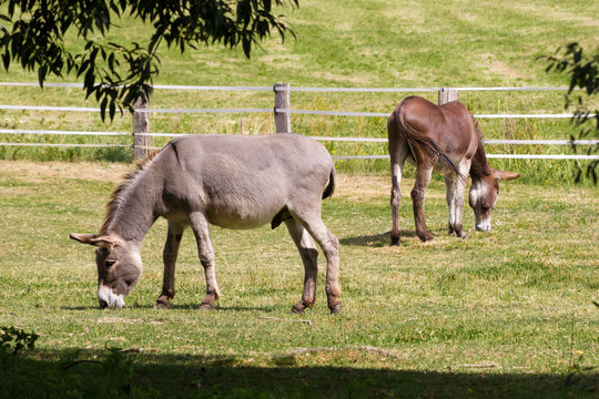 Hausesel (Equus asinus asinus) - Esel auf der Weide 