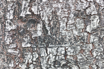Cracks of the bark