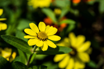 Flower in garden