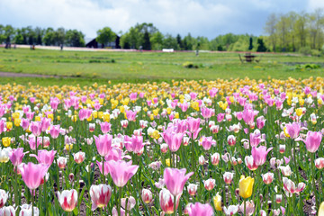 Fototapeta premium Tulip plant, colorful tulips in Hokkaido, Japan