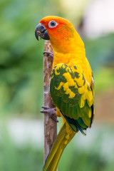 Colorful yellow parrot, Sun Conure (Aratinga solstitialis), stan