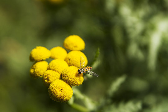 Bee on yellow flower, tansy