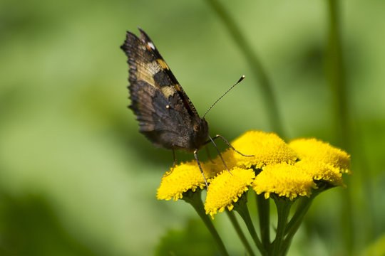 
butterfly on yellow flower, tansy