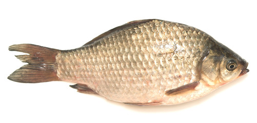 crucian carp
