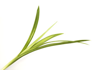 Pandan leaves for cooking on isolated background.