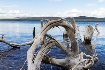 Fototapeta premium picturesque white driftwood in water
