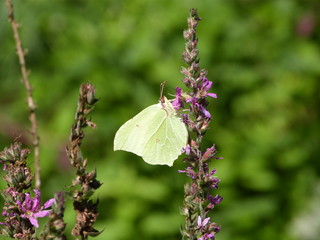 Papillon feuille butineur