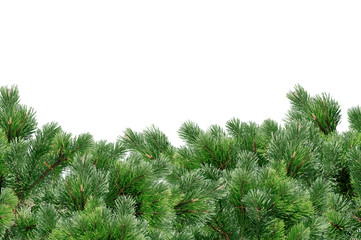Green Christmas tree isolated on white
