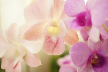 Sweet color orchids
