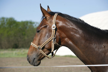 Head shot of a young stallion in the corral
