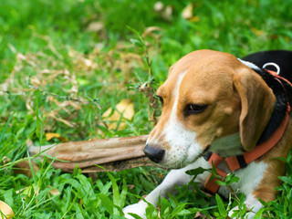 Beagle with dried tree on grass