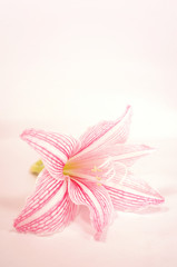 pink lily flower in vintage color background
