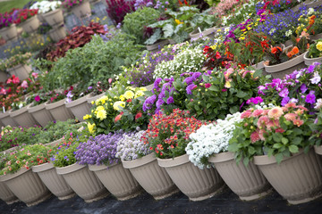 Colourful Flowers in containers